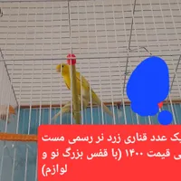 فیلم صداش هست نگاه کنید ، کاشمر