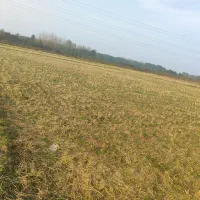 زمین شالیزار