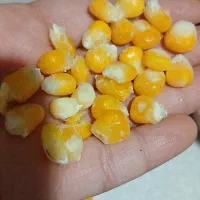 ذرت مکزیکی اعلادرجه1|خوردنی و آشامیدنی|قم, قلعه کامکار|دیوار