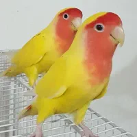 کوتوله گمشده