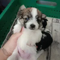 شیتزو خالص زیر قیمت فوری|سگ|تبریز, |دیوار