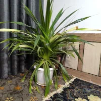 گل طبیعی پاندانوس بزرگ