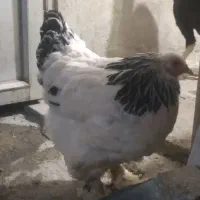 خروس  لاری اوشامو ومرغ برهما|حیوانات مزرعه|قروه, |دیوار