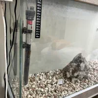 آکواریوم کمد دار|ماهی|شهریار, شهریار|دیوار