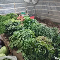 باغ سبزی و صیفی تازه با آب چاه|خوردنی و آشامیدنی|محمدشهر, عباس آباد|دیوار