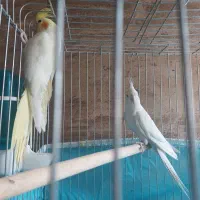 فروش جفت عروس مولد هلندی با قفس