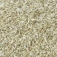 فروش کاه کنسانتره ذورت جو|حراج|سده (خراسان جنوبی), |دیوار