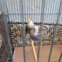 فروش یک جفت کوتوله