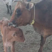 گاو همراه با گوساله|حیوانات مزرعه|لوشان, |دیوار