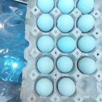 تخم مرغ زینتی آراکانا آبی و مرغ کرک|حیوانات مزرعه|اهواز, اهواز|دیوار