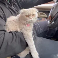 گربه میکس اسکاتیش فولد لانگ هیر