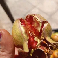 اجاره باغ انار|خوردنی و آشامیدنی|شیراز, شهرک گلها|دیوار