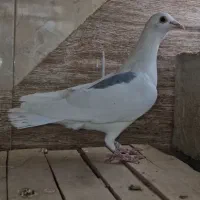 نر ابلق و سه تا ماده زاغ