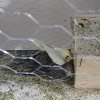 عروس هلندی جوجه بالغ جفت|پرنده|وحیدیه, |دیوار