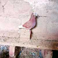 شازده|پرنده|خوی, |دیوار