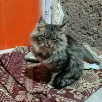 واگذاری گربه