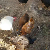 فروش مرغ وخروس|حیوانات مزرعه|چادگان, |دیوار