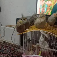 عروس هلندی|پرنده|تربت‌حیدریه, حاجی یار‎|دیوار