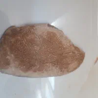 سنک فسیل گیاه