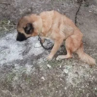 مادهطلا|سگ|اصلاندوز, |دیوار