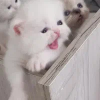 پرشین سفید صورت شامپاینی ۲ماه نیمه|گربه|تهران, گیشا|دیوار