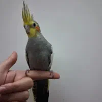 عروس هلندی قشنگ زیبا سخنگو ناز