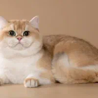 سرپرستی گربه نژاد دار