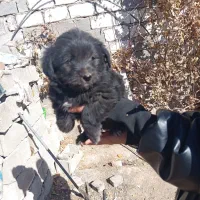 توله سگ های پا کوتاه خانگی فروشی|سگ|زنجان, |دیوار