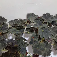 بگونیا بلک حلزونی