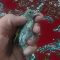 دوعدد سهره دورگ کرمونی