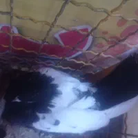کبوتر سینه ای|پرنده|مهریز, |دیوار