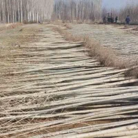 تولید انواع ارقام میوه و صنوبر درنهالستان|خدمات باغبانی و درختکاری|سنندج, |دیوار