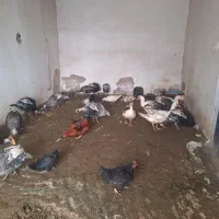 بوقلمون‌‌و‌قوغاز‌و‌اردک‌‌‌‌‌‌‌‌‌‌‌(شورری)