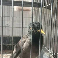 مینا اماده به آموزش جوجس