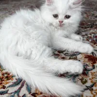 واگذاری گربه|گربه|بیرجند, |دیوار