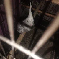 عروس هلندی دستی آلبینو