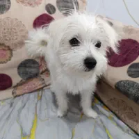 سگ پامر شیتزو