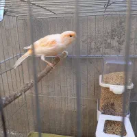 قناری ماده یک ساله|پرنده|دینور, |دیوار