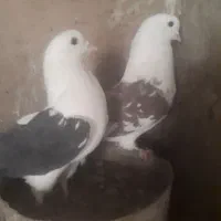 کبوتر پرشی اس