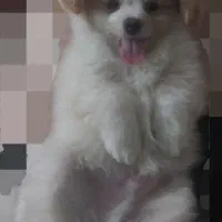 پامرانین دو رنگ زیبا و باهوش و زیرک