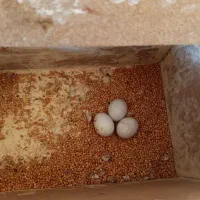 شادگان|پرنده|شادگان, |دیوار