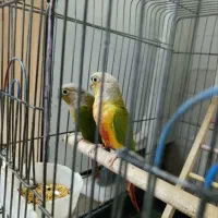 ۳ عددگرنچیک|پرنده|دورود, |دیوار