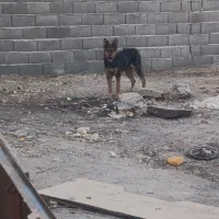 واگذاری سگ نگهبان ماده