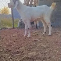 بز شکم اول آبستن جنس خوب|حیوانات مزرعه|آزادشهر, |دیوار