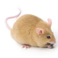 شرکت مبازره تخصصی با موش،(سمپاشی،سم پاشی)