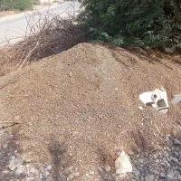 کودگوسفندی