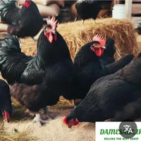 خروس سیاه مشکی مرغ سفید زنده جهت قربانی انلاین|حیوانات مزرعه|تهران, استاد معین|دیوار