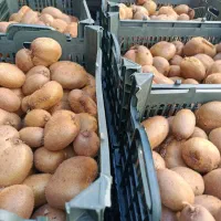 کیوی نوبر محصول تالش گیلان