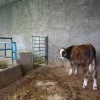 گوساله سیمنتال|حیوانات مزرعه|مرودشت, کناره|دیوار