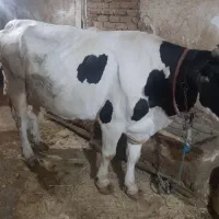مال آلیام